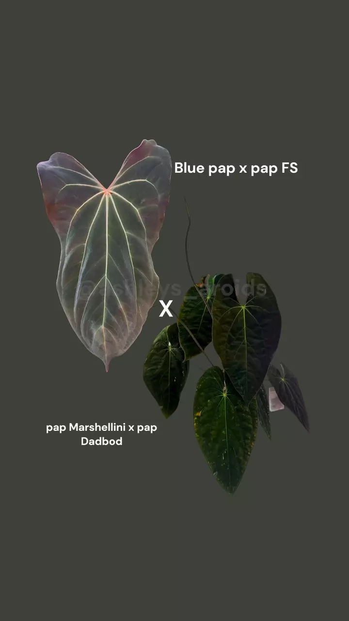 plant/0384. (Blue pap x Fort Sherman) x (Marshellini x Dadbod)-2