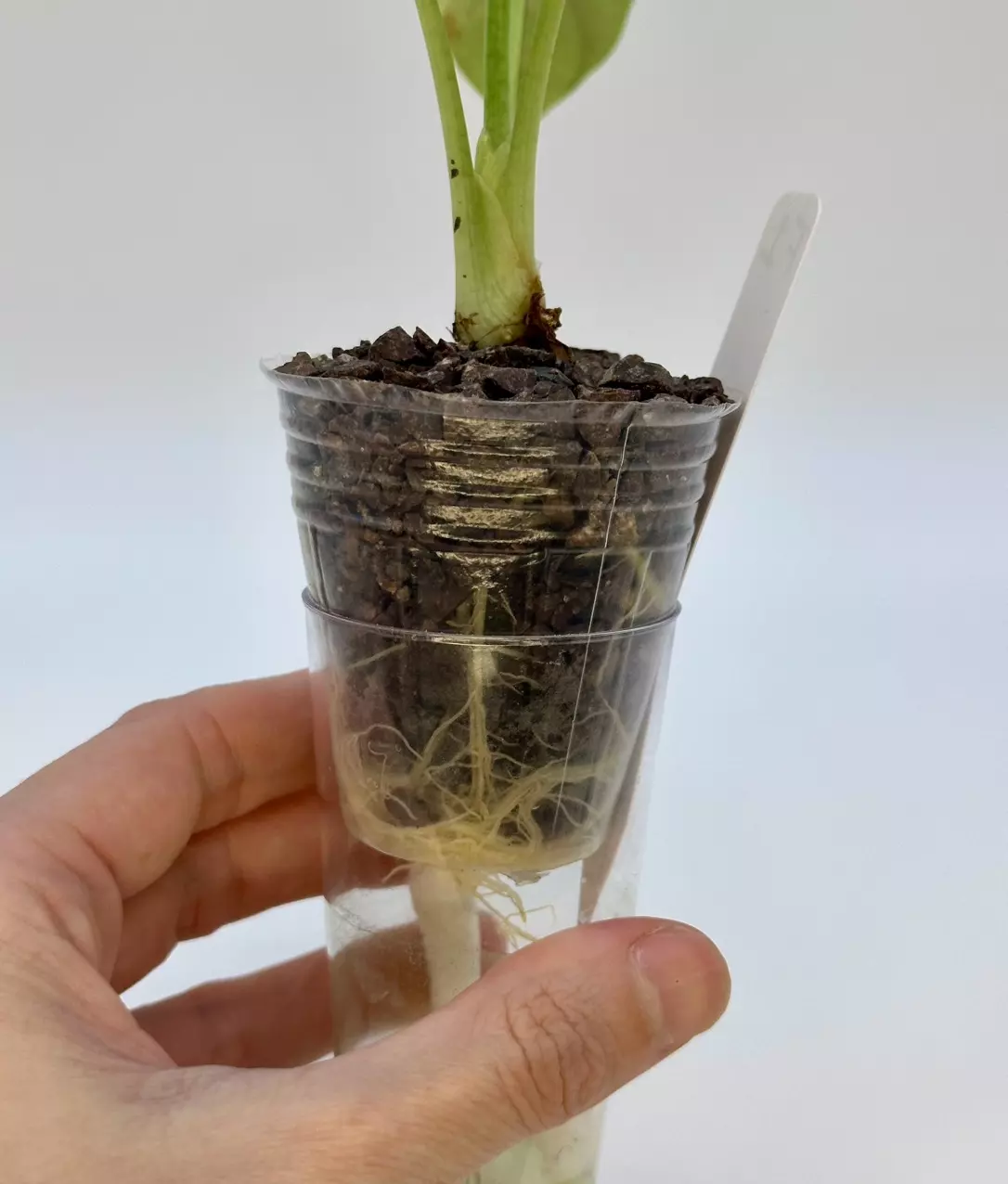 plant/AUREA DRAGON SCALE ALOCASIA - EXACT - F1-3