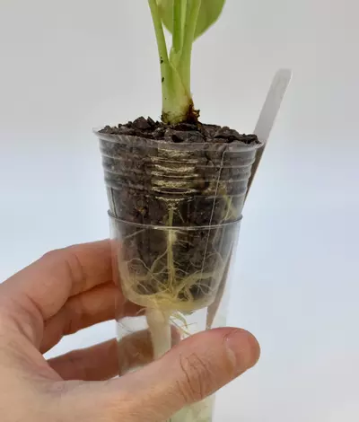 plant/AUREA DRAGON SCALE ALOCASIA - EXACT - F1-3-thumbnail