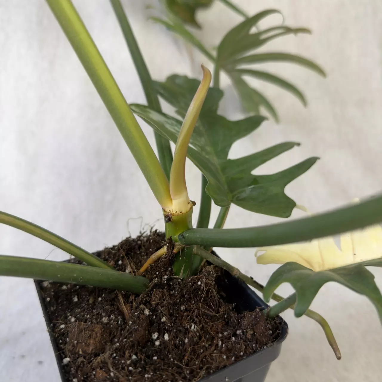 plant/Philodendron Florida Beauty x Tortum - Exact Plant-6