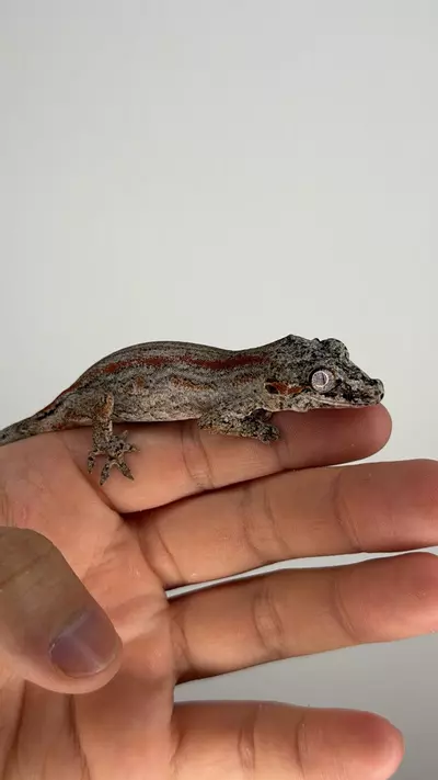 plant/Red striped gargoyle (male)-2-thumbnail