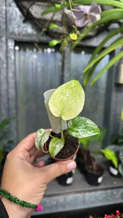 plant/607 Monstera White Monster-0-thumbnail