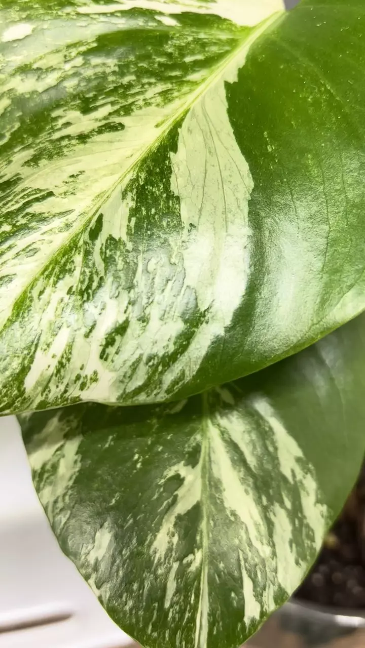 plant/Monstera albo-1