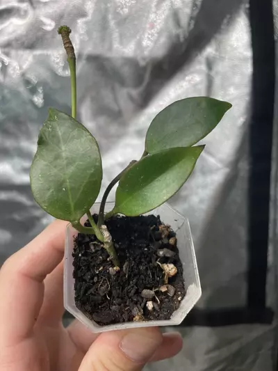plant/Hoya Sunrise (2)-0-thumbnail
