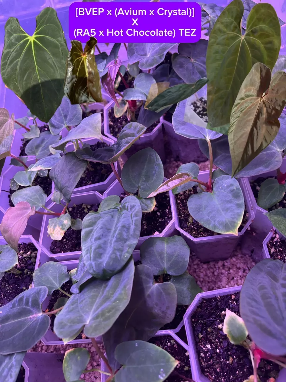 plant/Who’s Your Pap-py? Bundle-2