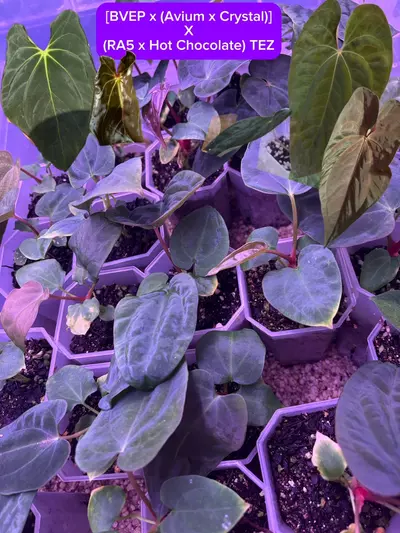 plant/Who’s Your Pap-py? Bundle-2-thumbnail