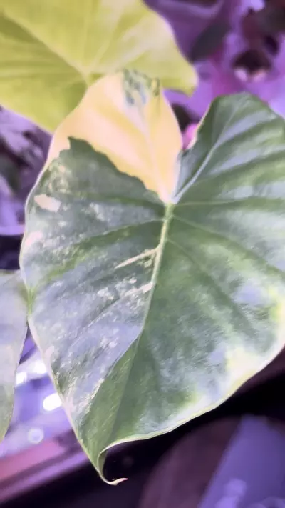 plant/Alocasia Gageana aurea-1-thumbnail