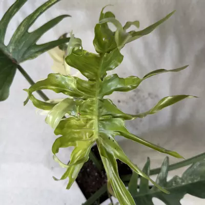 plant/Philodendron Florida Beauty x Tortum - Exact Plant-1-thumbnail