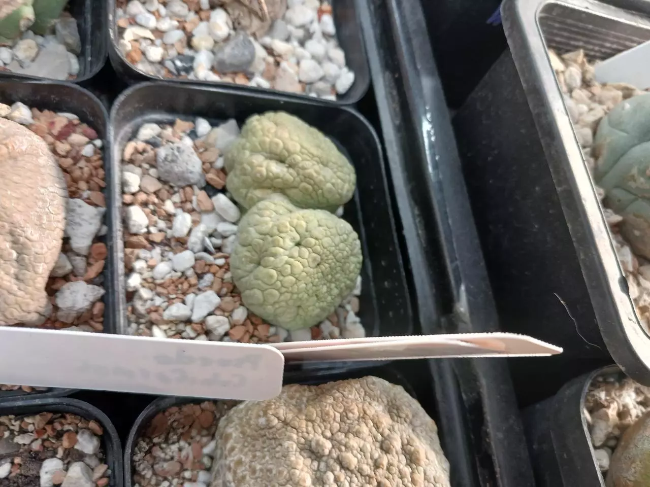 plant/Psuedolithos migiurtinus v spaericus bicephalus plant-1