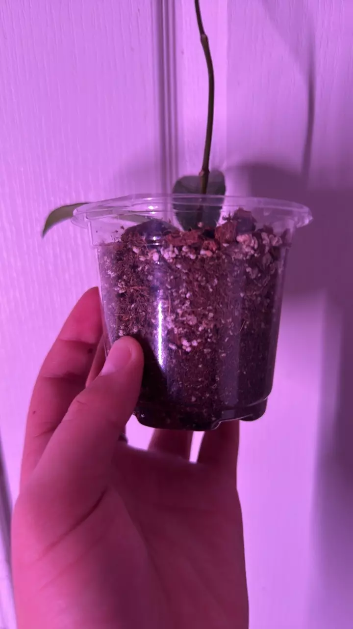 plant/Hoya pubicalyx splash🌱-2