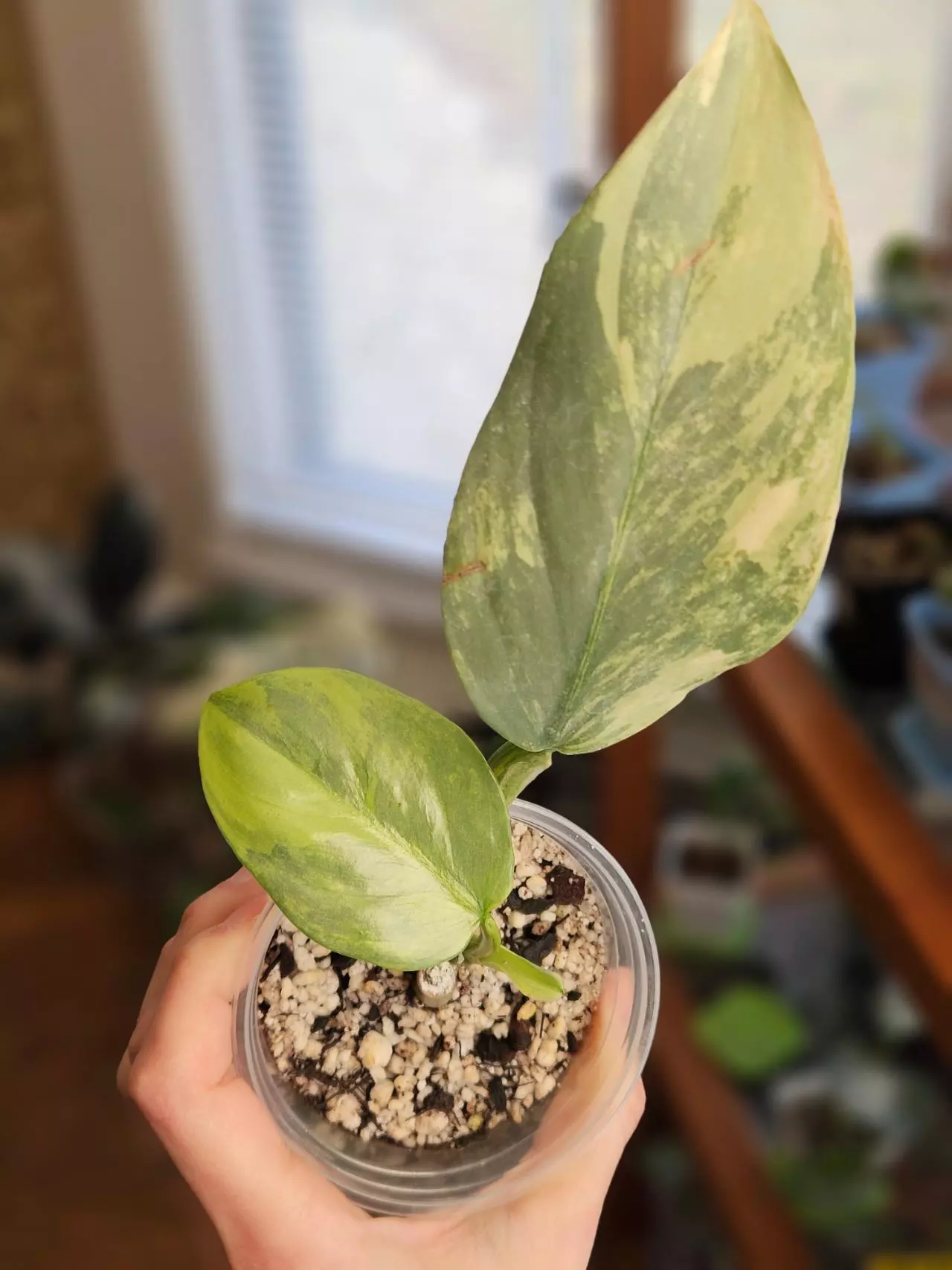 plant/Philo v. Silver Sword-0