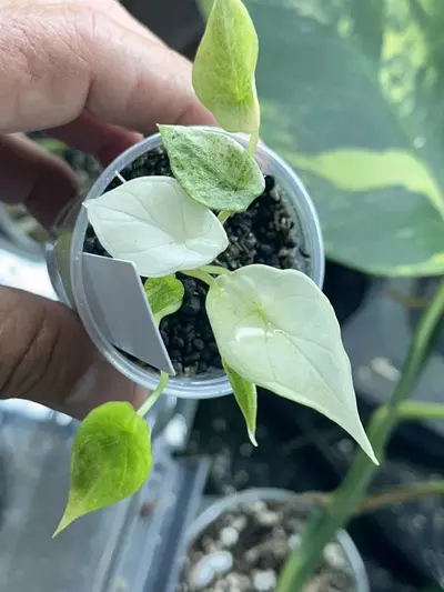 plant/Alocasia Scalprum Mint-0-thumbnail