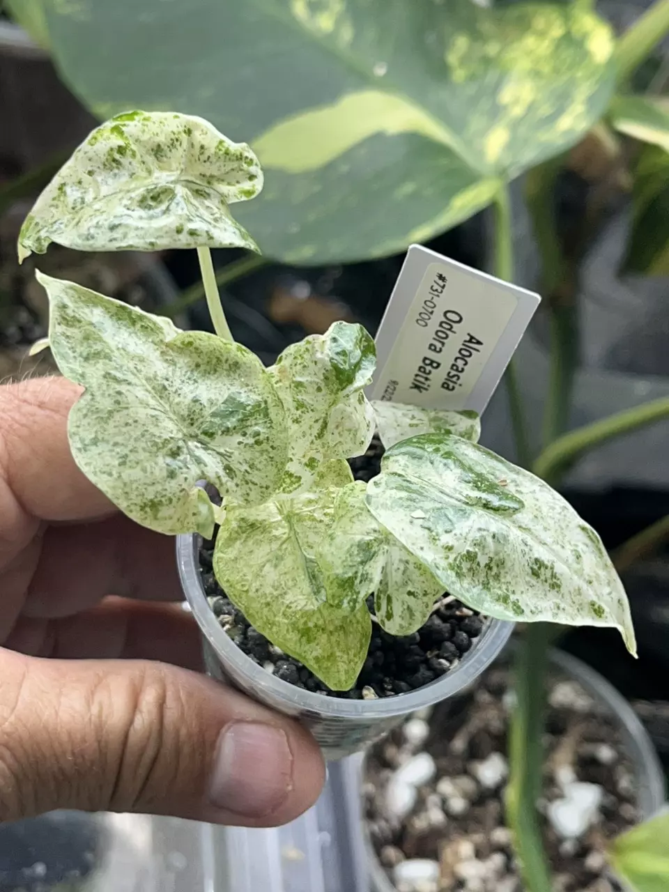 plant/Alocasia Odora Batik -#731-1