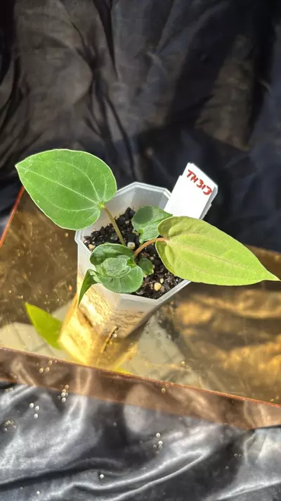 plant/TH313 (RA5 x Hot Chocolate) SKG X (Pap 8 x Fort Sherman)-2-thumbnail