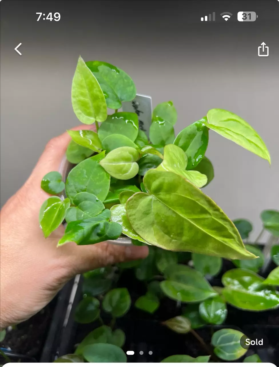 plant/Community pot of Wuhoo First Night 12 seedlings with heatpack-0