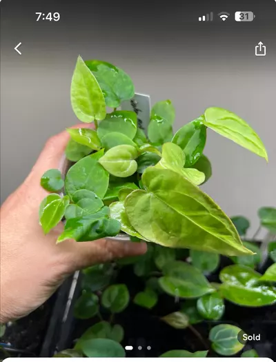 plant/Community pot of Wuhoo First Night 12 seedlings with heatpack-0-thumbnail