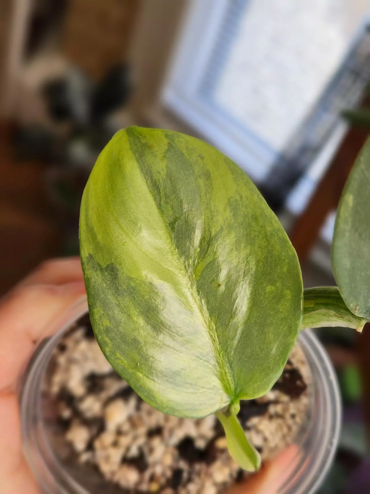 plant/Philo v. Silver Sword-1