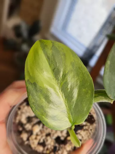 plant/Philo v. Silver Sword-1-thumbnail