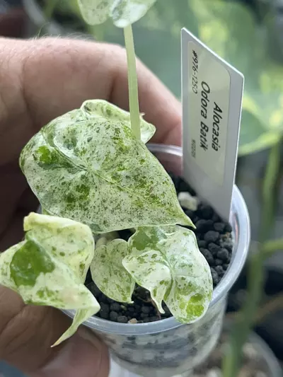 plant/Alocasia Odora Batik -#976-0-thumbnail