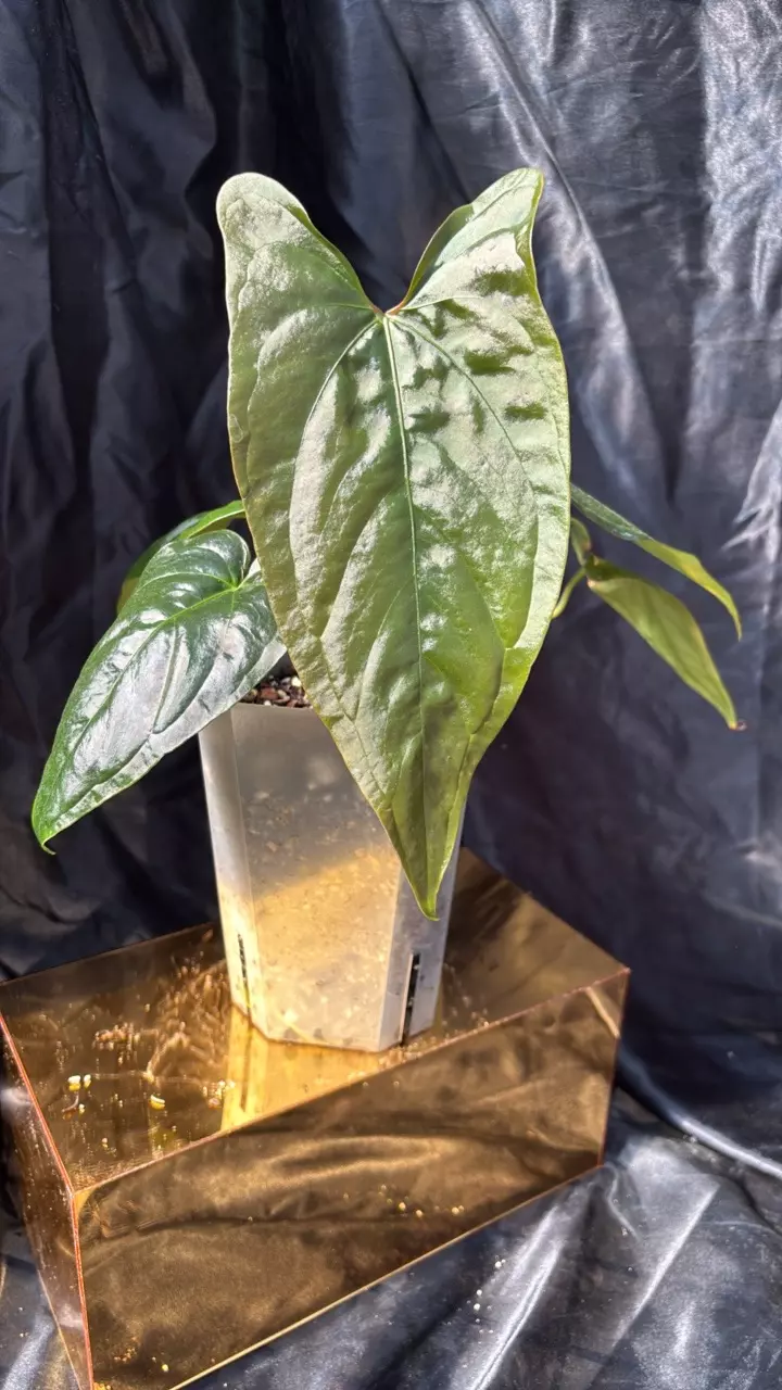 plant/TP327 Fuzzy Lost Tag-0