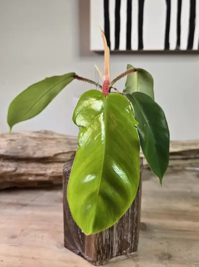 plant/3" Philodendron Squamiferum-0-thumbnail