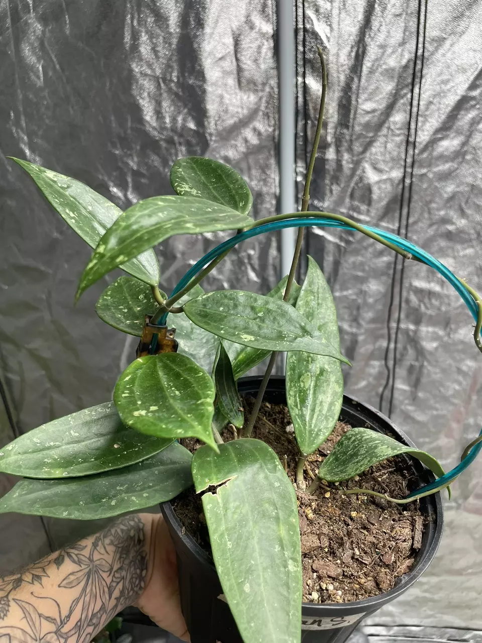 plant/Hoya Rangsan Splash-1