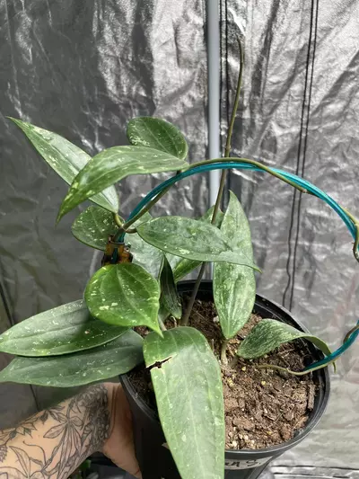 plant/Hoya Rangsan Splash-1-thumbnail