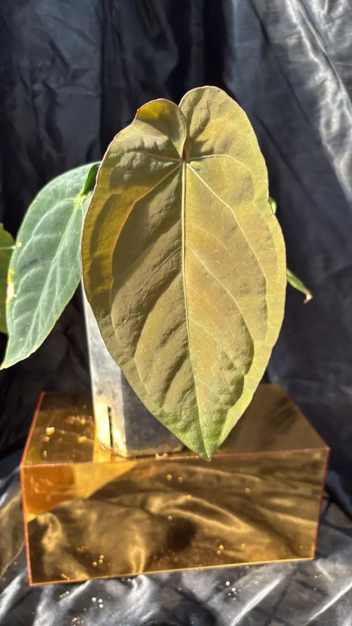 plant/TP319 Perky Night X Dressleri S1 MP-0