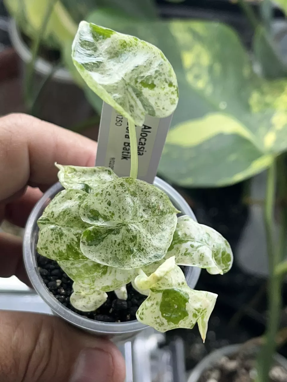 plant/Alocasia Odora Batik -#976-1