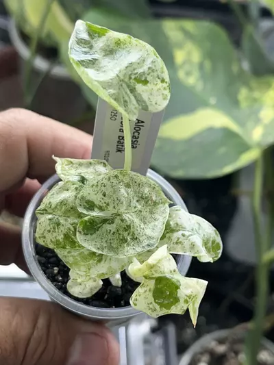 plant/Alocasia Odora Batik -#976-1-thumbnail