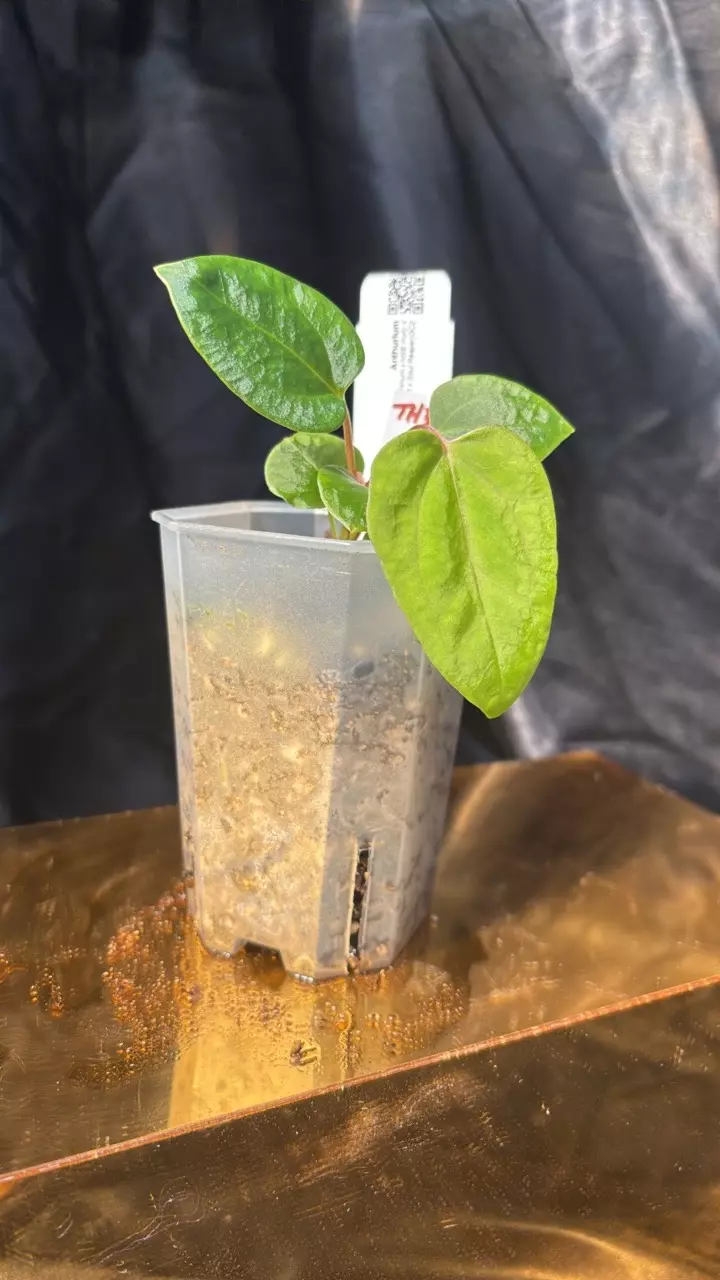 plant/TH310 (Ree Pap x NSE Port) X (Pap 8 x Soul Reaper) GC2-2