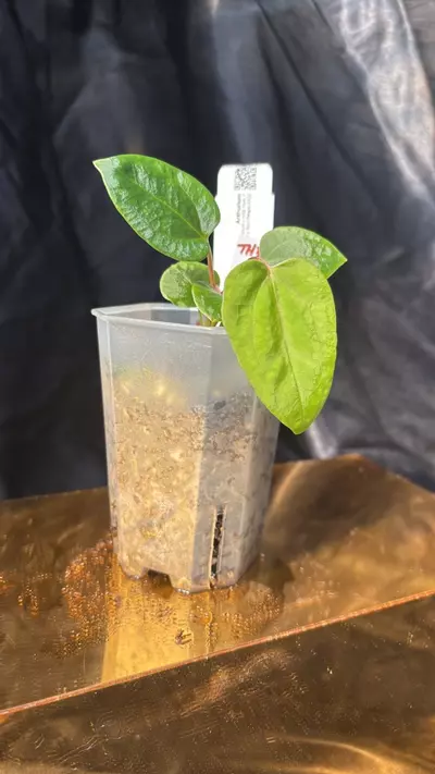 plant/TH310 (Ree Pap x NSE Port) X (Pap 8 x Soul Reaper) GC2-2-thumbnail