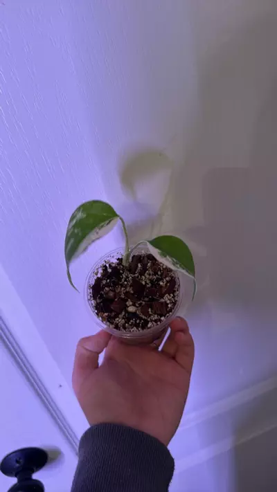 plant/Monstera albo starter-3-thumbnail