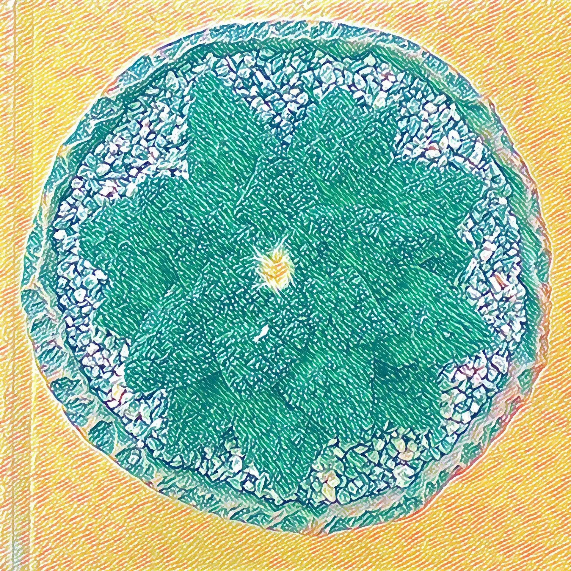 plant/H103 krohniana-0