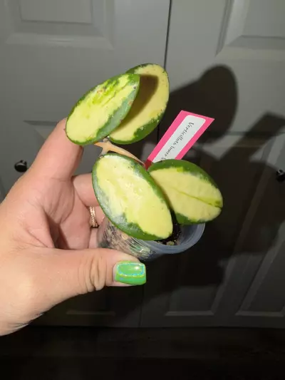 plant/Verticillata Inner Variegated-0-thumbnail