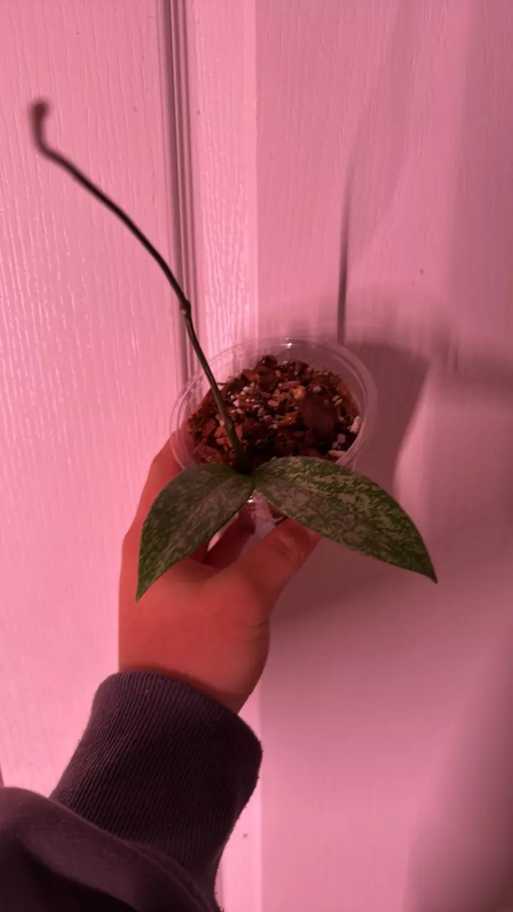 plant/Hoya pubicalyx splash🌱-0