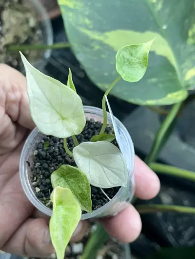 plant/Alocasia Scalprum Mint-1-thumbnail