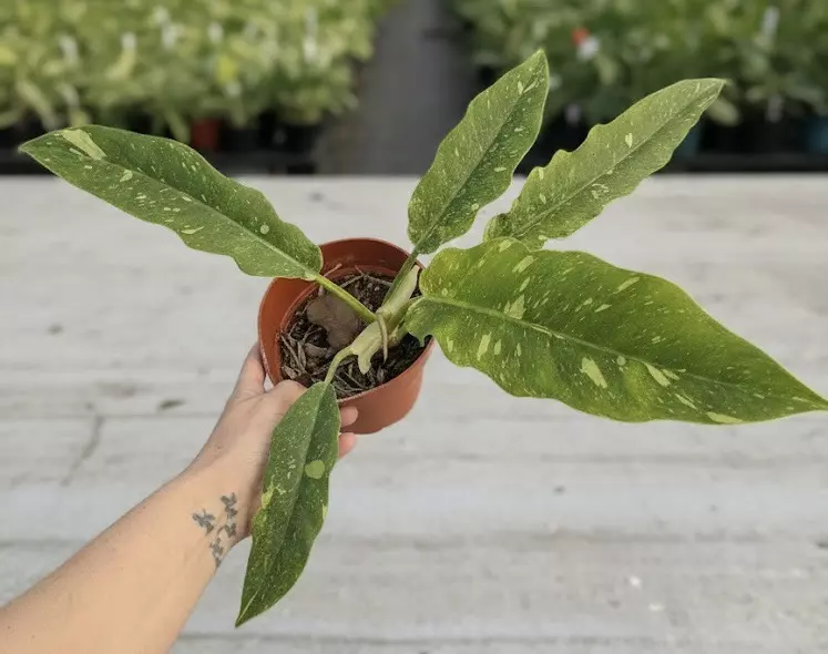 plant/Philodendron Ring of Fire-0