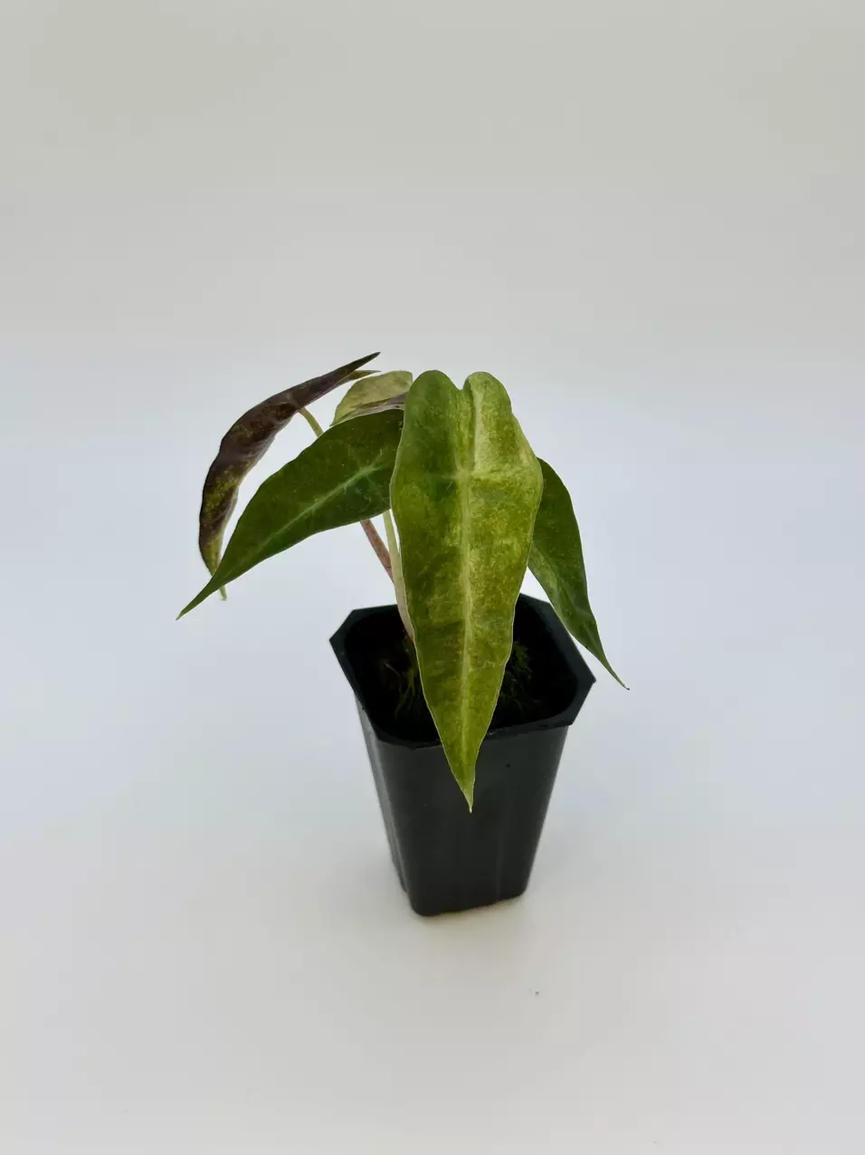 plant/AUREA POLLY ALOCASIA - EXACT - E2-0