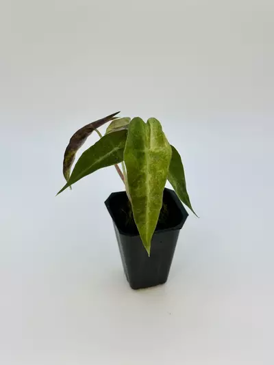 plant/AUREA POLLY ALOCASIA - EXACT - E2-0-thumbnail