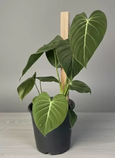 plant/Philodendron Gloriosum-0-thumbnail