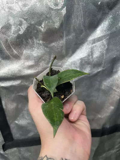 plant/Hoya Sunrise (1)-1-thumbnail