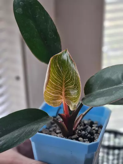 plant/Philo 'Pink Birkin'-0-thumbnail