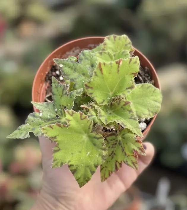 plant/Begonia Geometry-0