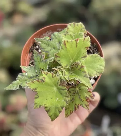 plant/Begonia Geometry-0-thumbnail