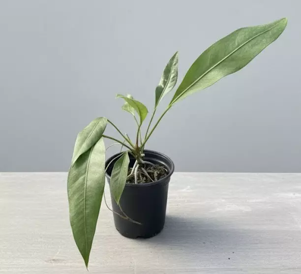 plant/Anthurium Gracile with seeds-1