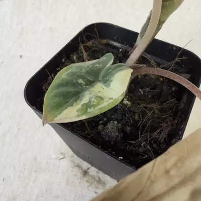 plant/Alocasia Yucatán Princess Aurea-3-thumbnail