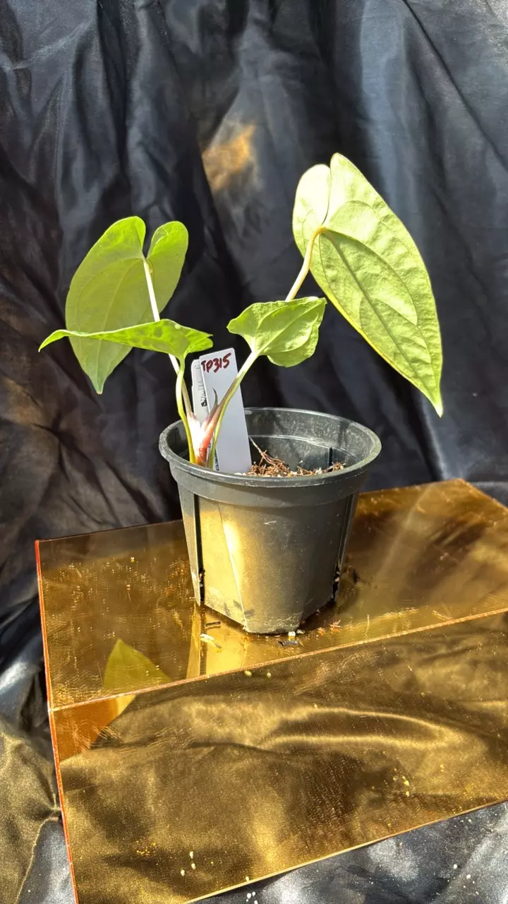 plant/TP315 (Pap 8 x Soul Reaper) x A+ Pap-2