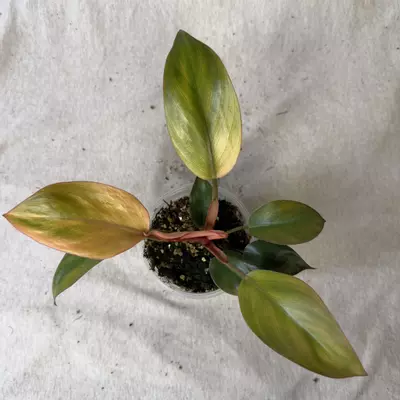 plant/Philodendron Yellow Congo Mint-0-thumbnail