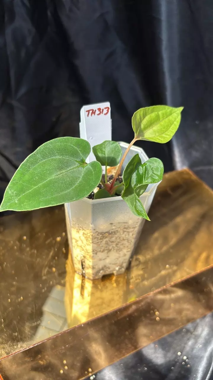 plant/TH313 (RA5 x Hot Chocolate) SKG X (Pap 8 x Fort Sherman)-1